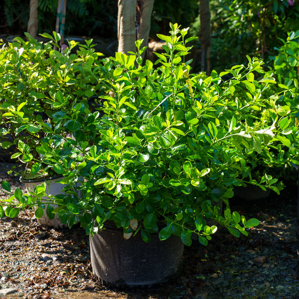 Manhattan Euonymus