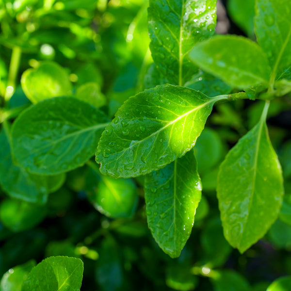 Manhattan Euonymus