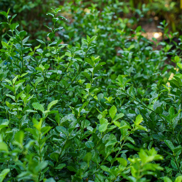 Manhattan Euonymus