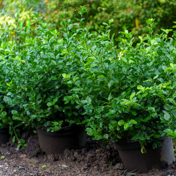 Manhattan Euonymus