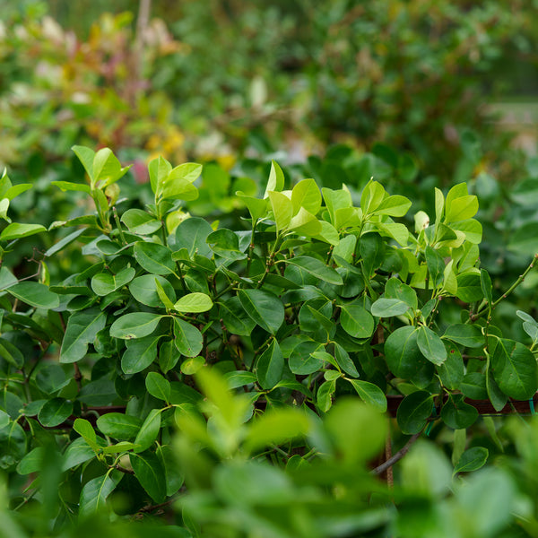 Manhattan Euonymus