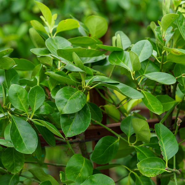 Manhattan Euonymus