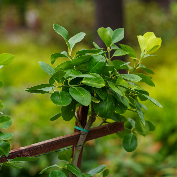 Manhattan Euonymus