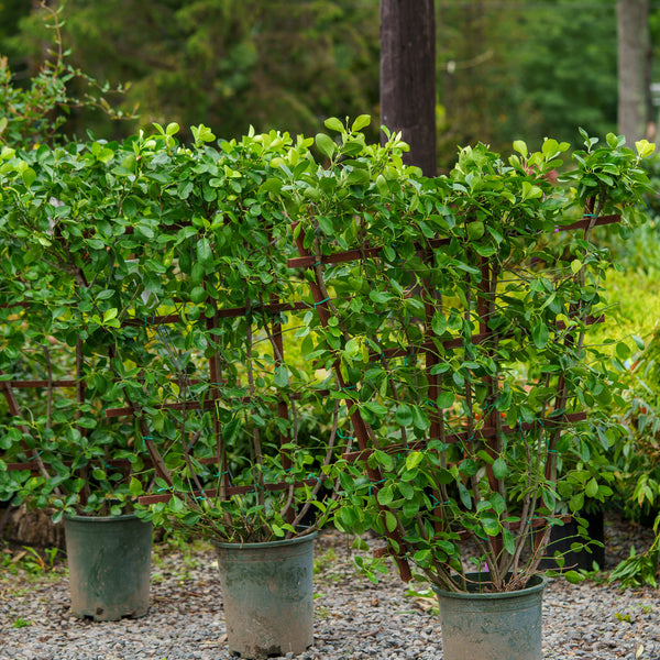 Manhattan Euonymus