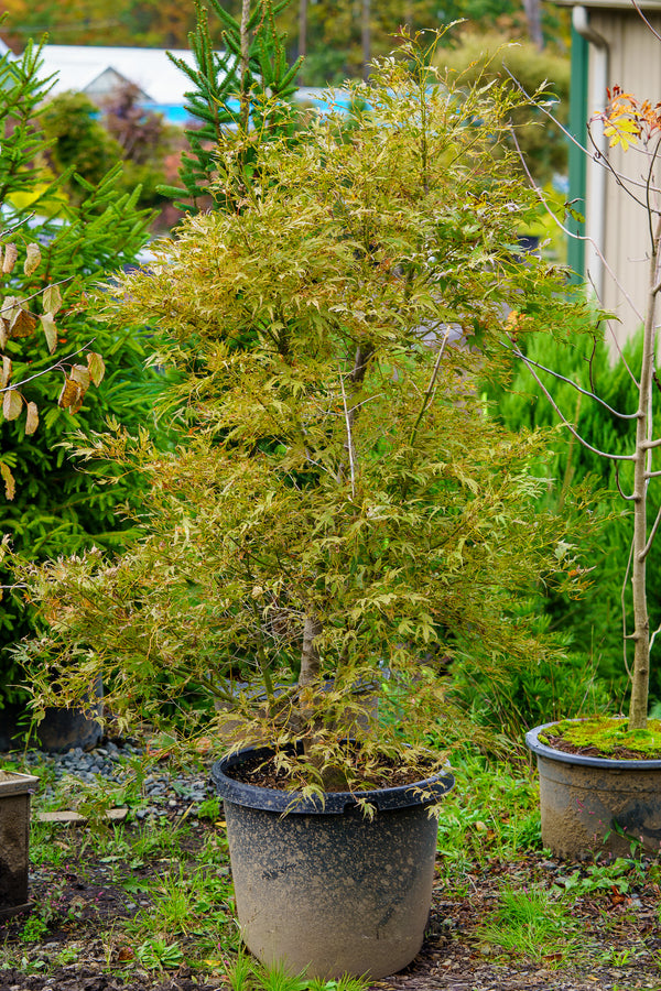 Manya No Sato Japanese Maple