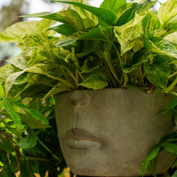 Marble Queen Pothos