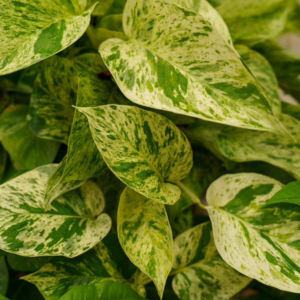 marble queen pothos soil mix Marble Queen Pothos – Plant Detectives