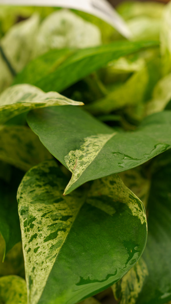 Marble Queen Pothos