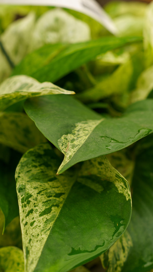 pothos with white spots Marble Queen Pothos – Plant Detectives