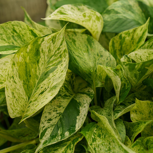 marble queen pothos white leaves Marble Queen Pothos – Plant Detectives