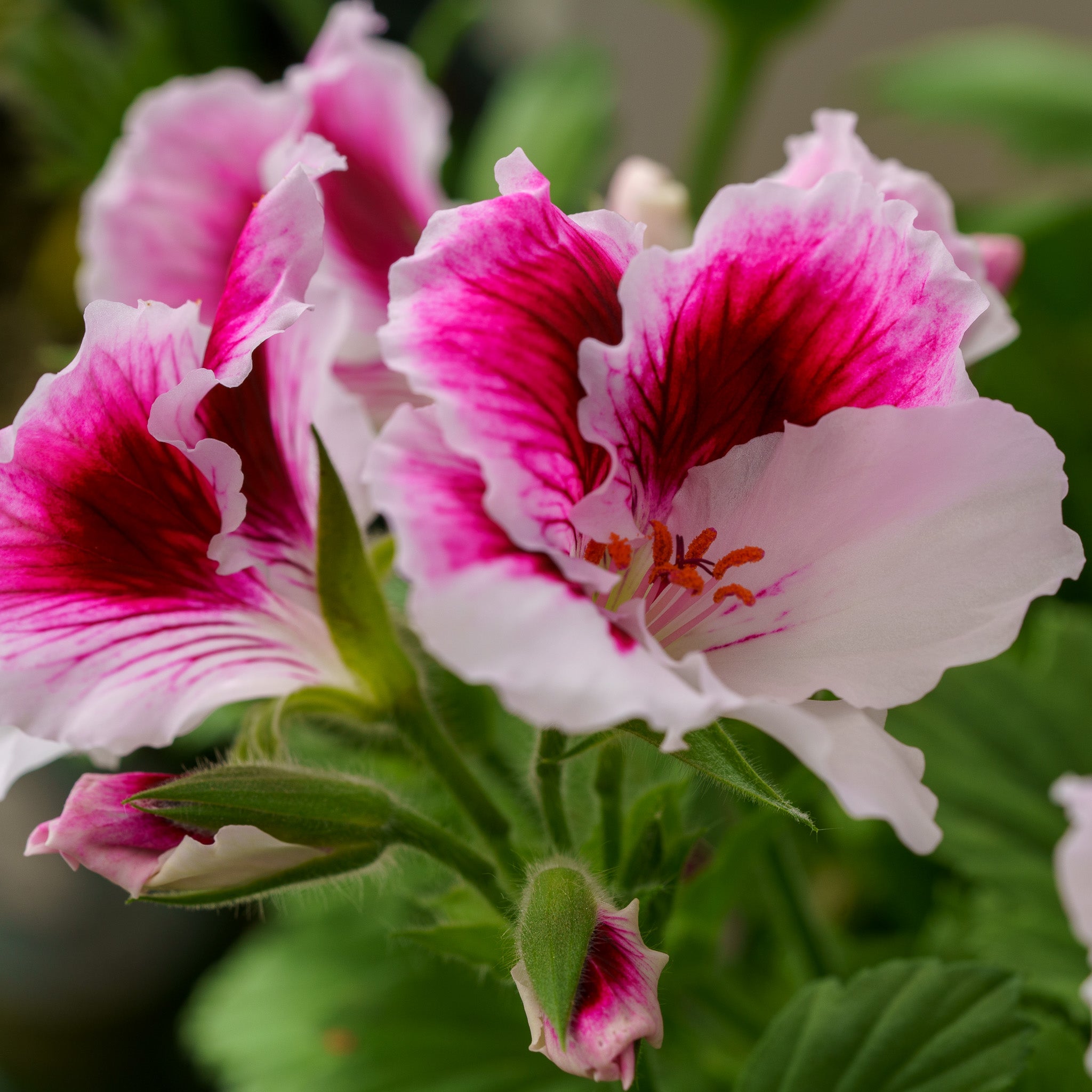 Care Of Martha Washington Geraniums Secrets To Growing Geraniums