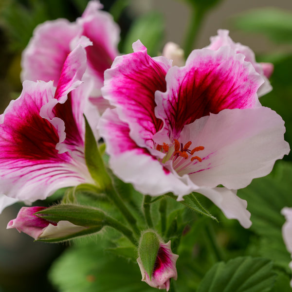 Martha Washington Geranium