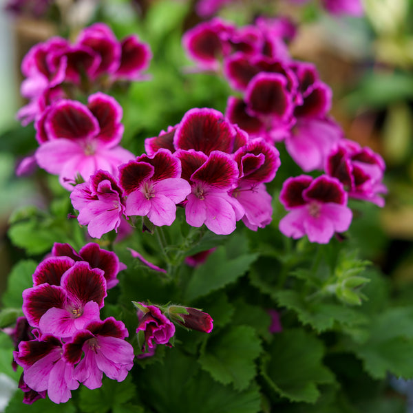 Martha Washington Geranium