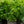 Load image into Gallery viewer, Mary Holman American Holly
