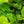 Load image into Gallery viewer, Mary Holman American Holly
