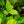 Load image into Gallery viewer, Mary Holman American Holly
