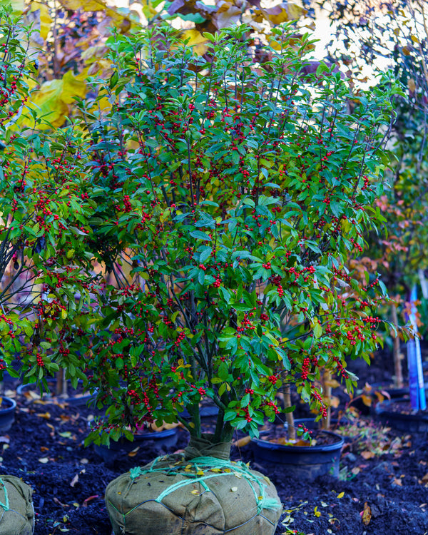 Maryland Beauty Winterberry Holly