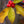 Load image into Gallery viewer, Maryland Beauty Winterberry Holly - Holly - Hollies
