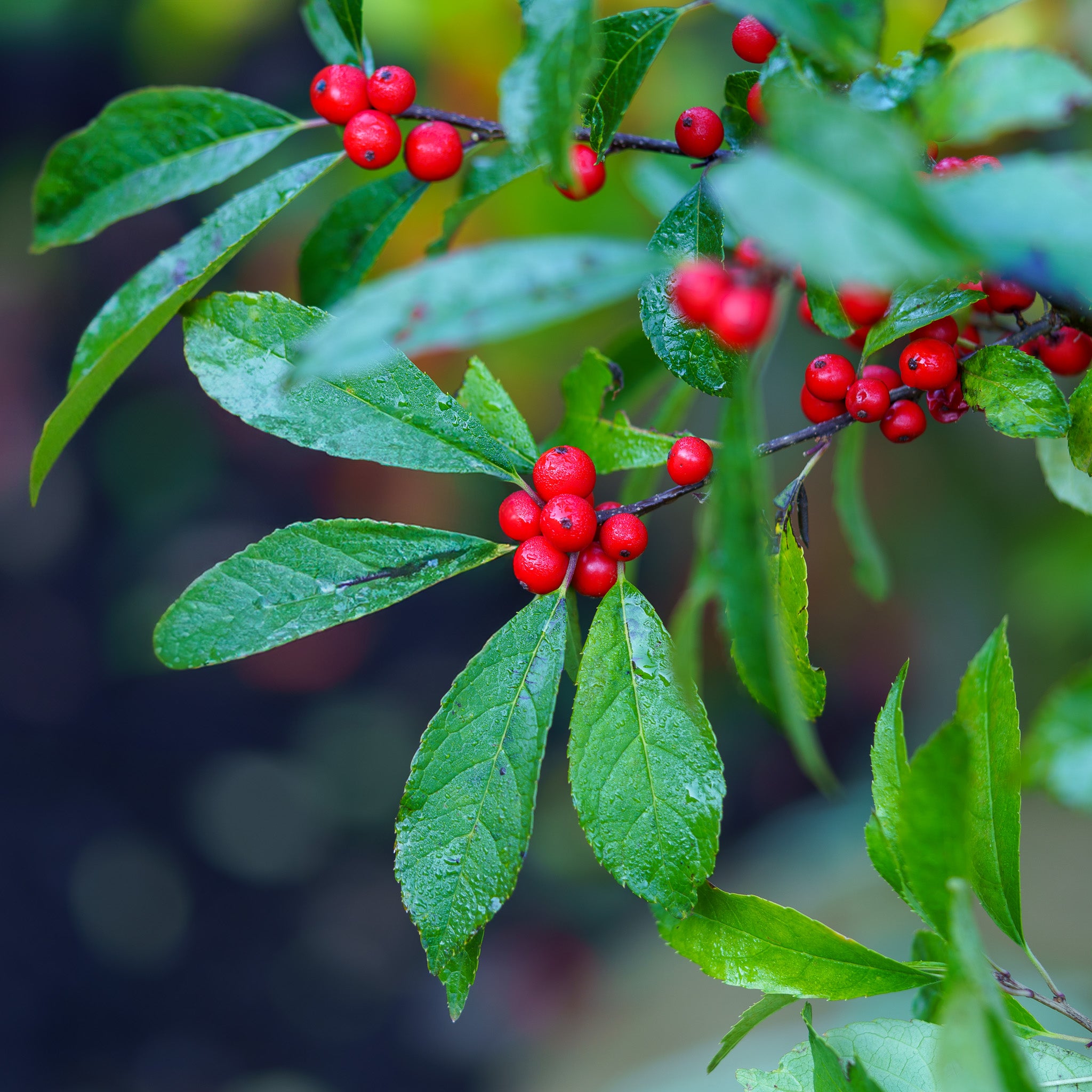 Maryland Beauty Winterberry Holly – Plant Detectives
