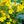 Load image into Gallery viewer, Maryland Goldenaster
