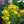 Load image into Gallery viewer, Maryland Goldenaster
