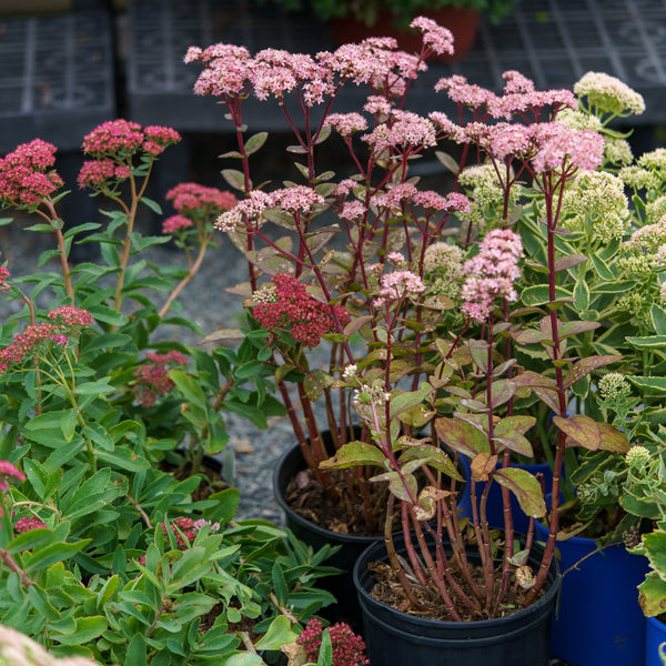 Matrona Stonecrop