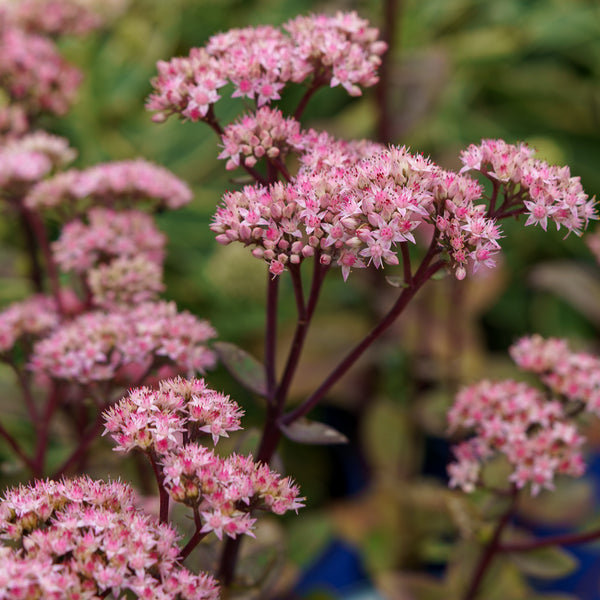 Matrona Stonecrop