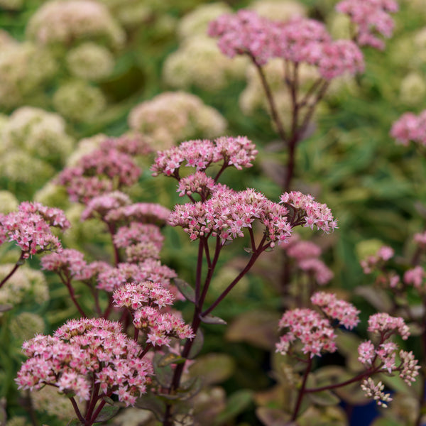 Matrona Stonecrop