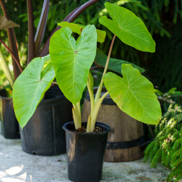 Maui Gold Elephant Ear