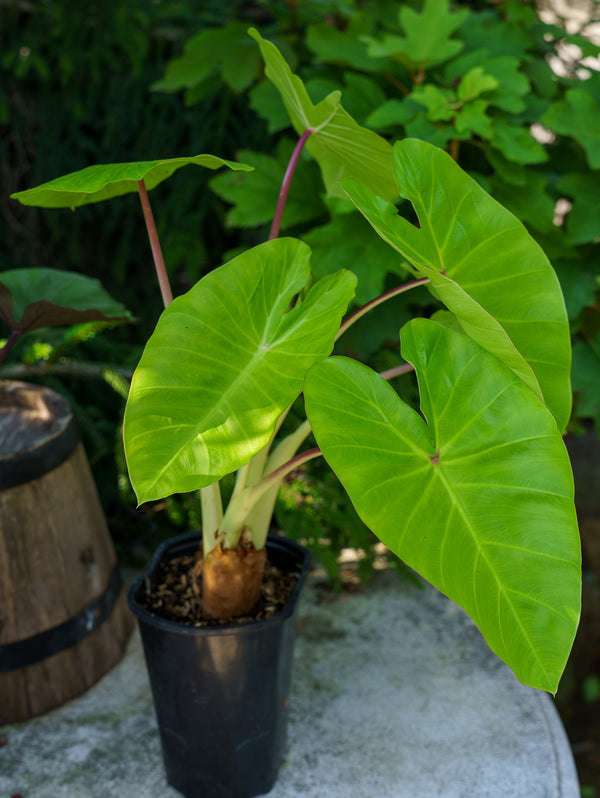 Maui Gold Elephant Ear