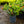 Load image into Gallery viewer, Maui Red Ixora
