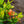 Load image into Gallery viewer, Maui Red Ixora
