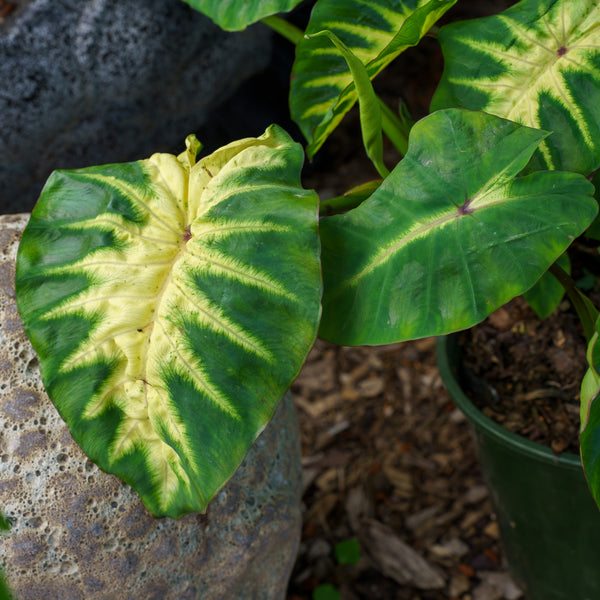 Maui Sunrise Elephant Ear