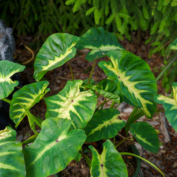 Maui Sunrise Elephant Ear