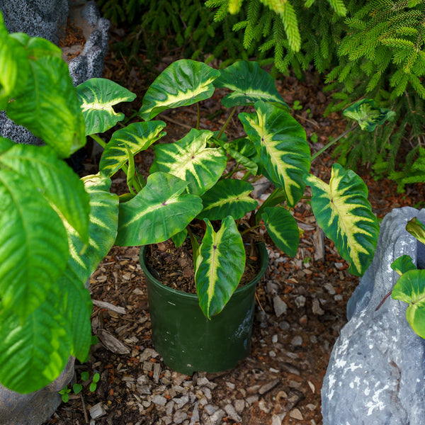 Maui Sunrise Elephant Ear
