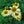 Load image into Gallery viewer, Mellow Yellows Coneflower
