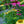 Load image into Gallery viewer, Mellow Yellows Coneflower

