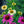 Load image into Gallery viewer, Mellow Yellows Coneflower
