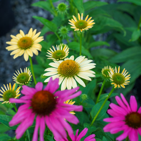 Mellow Yellows Coneflower