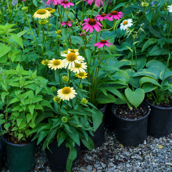 Mellow Yellows Coneflower