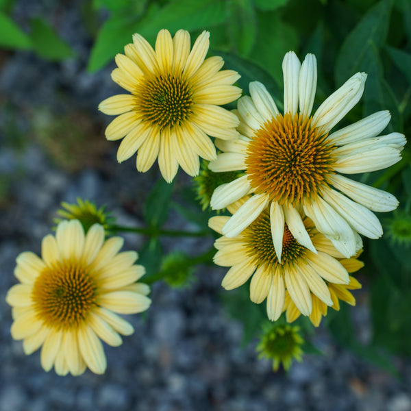 Mellow Yellows Coneflower