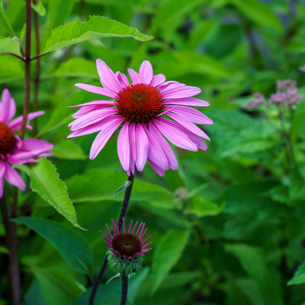 Merlot Coneflower