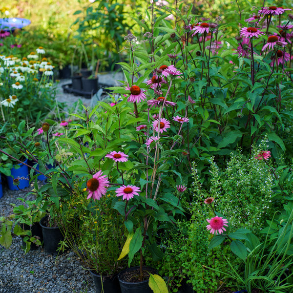 Merlot Coneflower