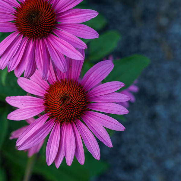Merlot Coneflower