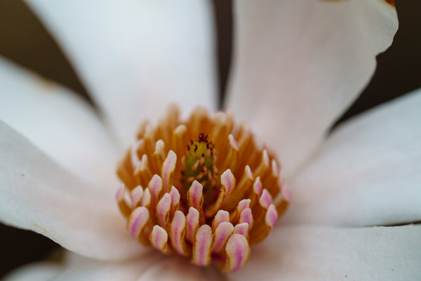 Merrill Magnolia - Magnolia - Flowering Trees