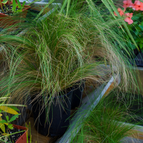 Mexican Feather Grass