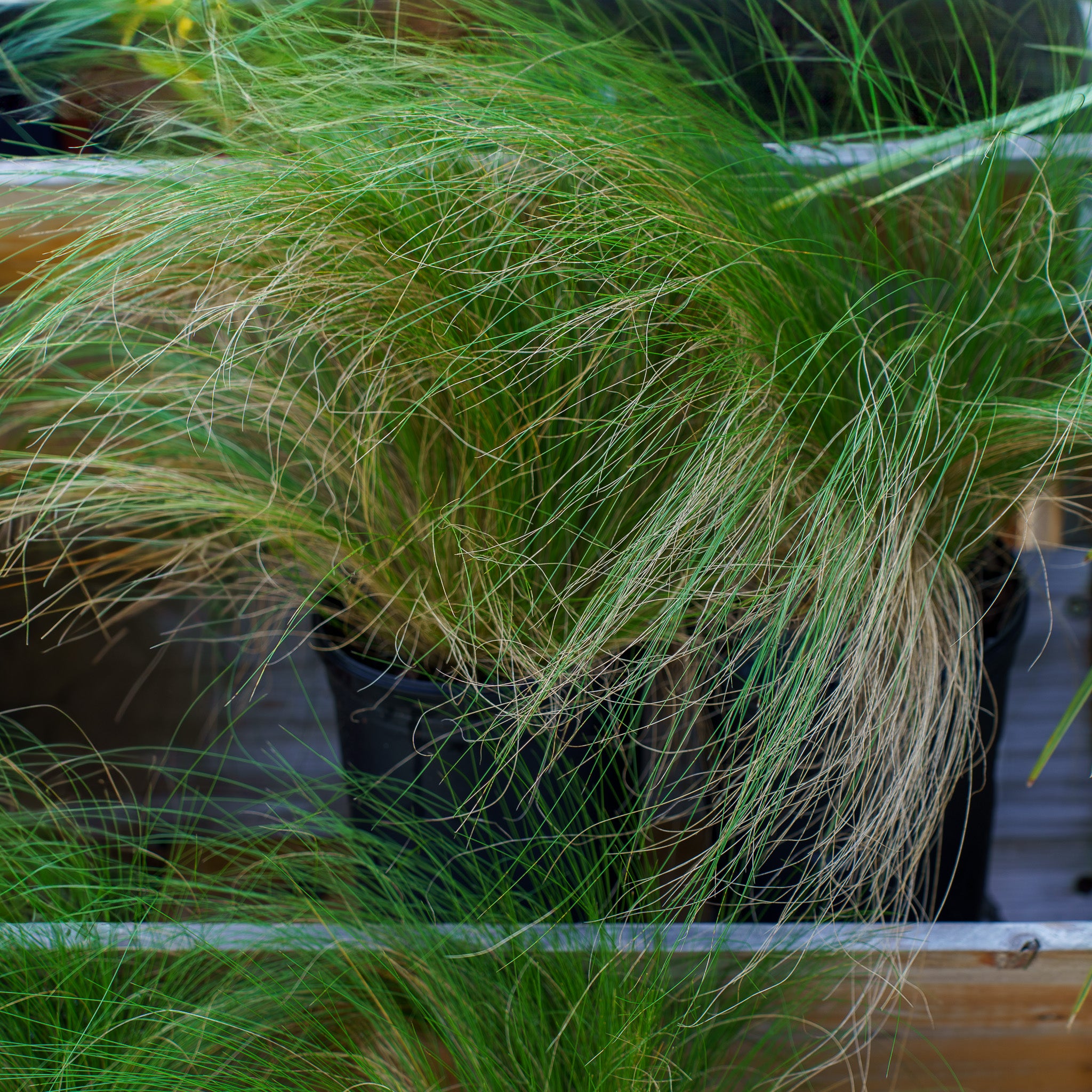 Mexican Feather Grass – Plant Detectives