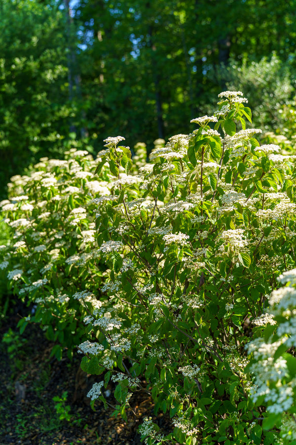 Michael Dodge Linden Viburnum