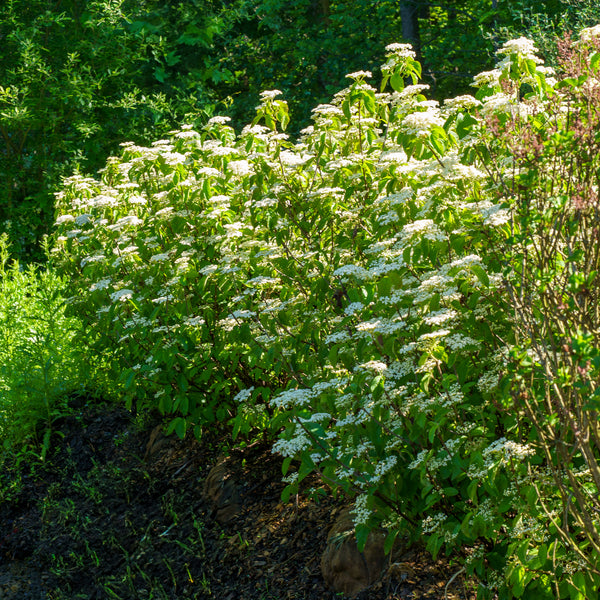 Michael Dodge Linden Viburnum