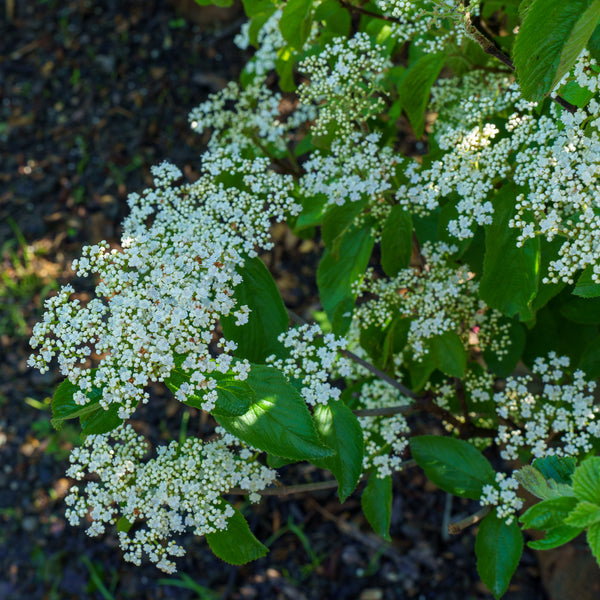 Michael Dodge Linden Viburnum